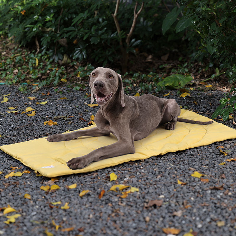Polymères portables pliables p - Outdoor Camping Dog Bed avis et prix